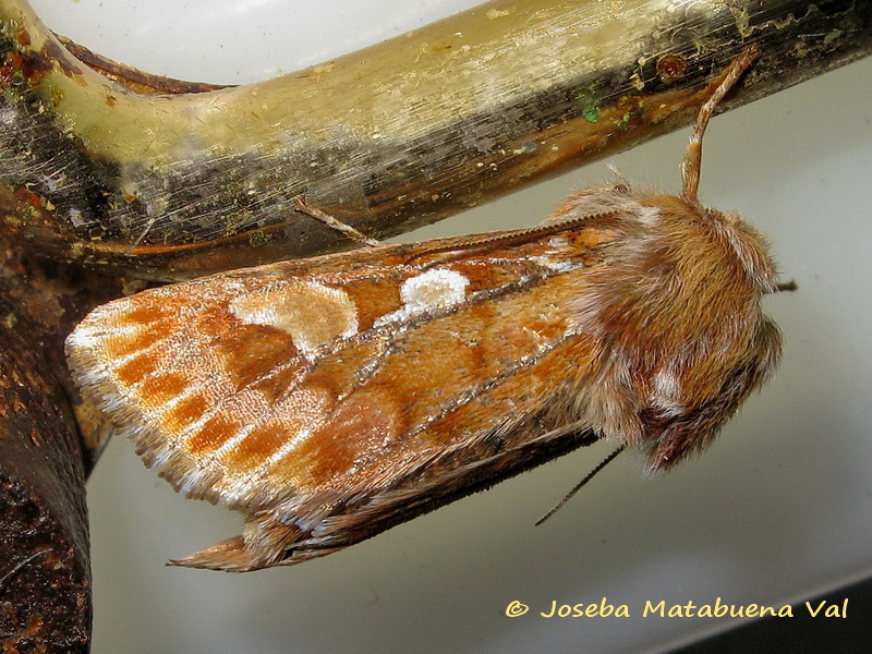 Panolis flammea - Noctuidae